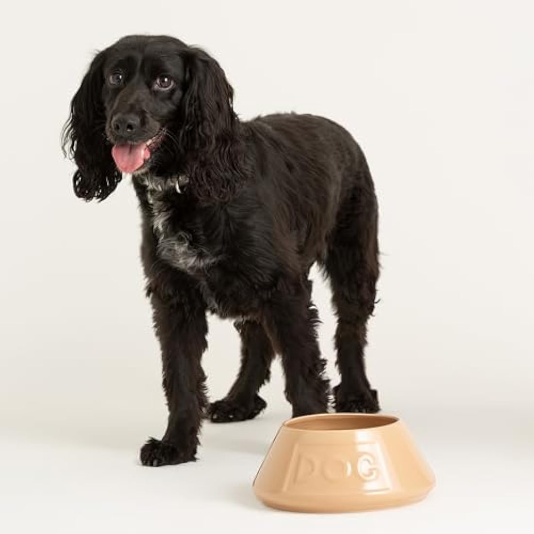 Mason Cash Cane Non Tip Lettered Stoneware Dog Bowl, 21 cm