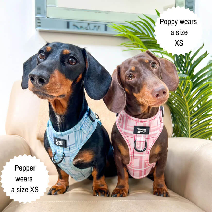 Oxford "Blush" Adjustable Dog Harness – by Flossie & Floof