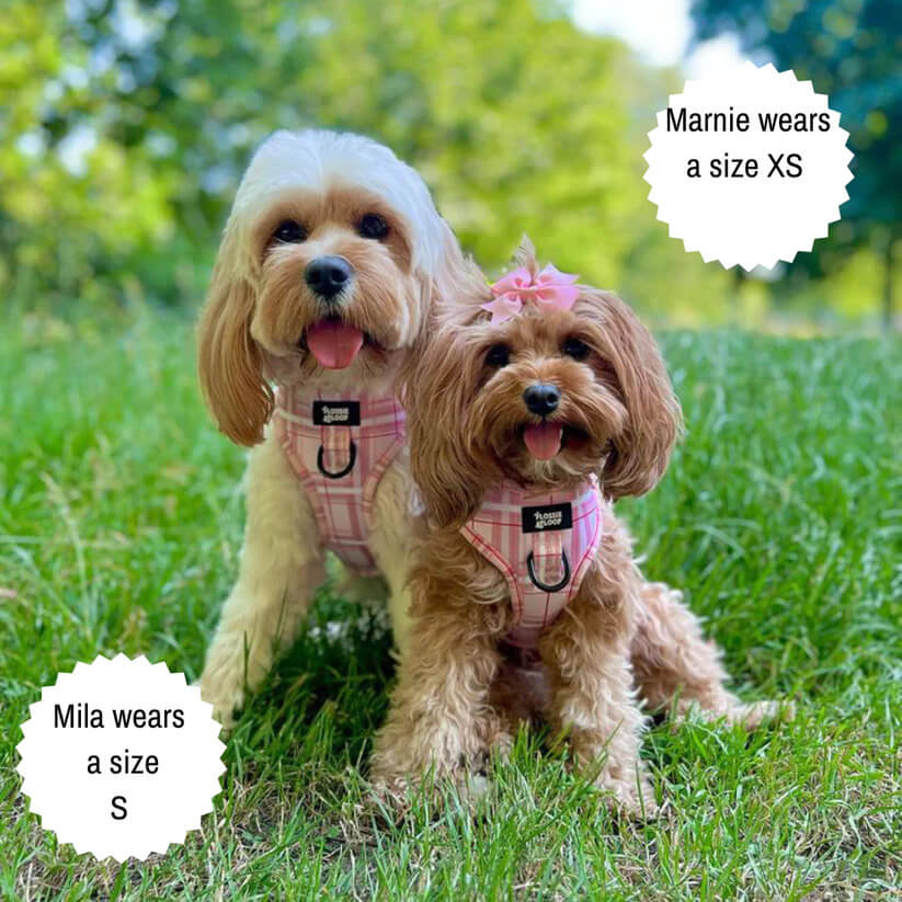 Oxford "Blush" Adjustable Dog Harness – by Flossie & Floof