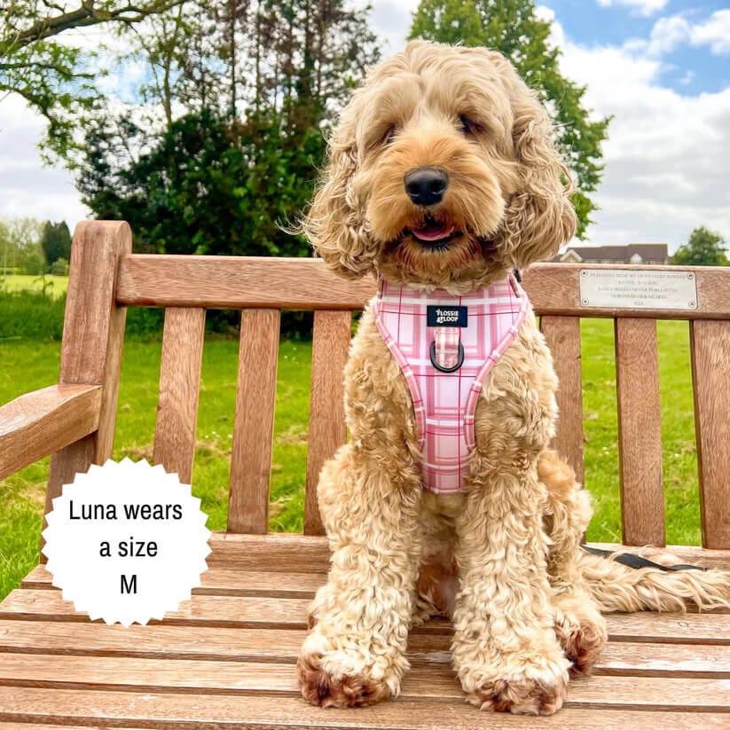 Oxford "Blush" Adjustable Dog Harness – by Flossie & Floof