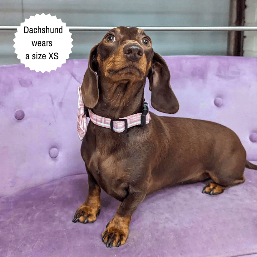 Oxford "Blush" Adjustable Dog Collar – by Flossie & Floof