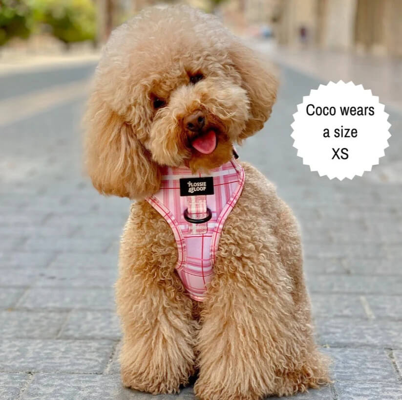 Oxford "Blush" Adjustable Dog Harness – by Flossie & Floof