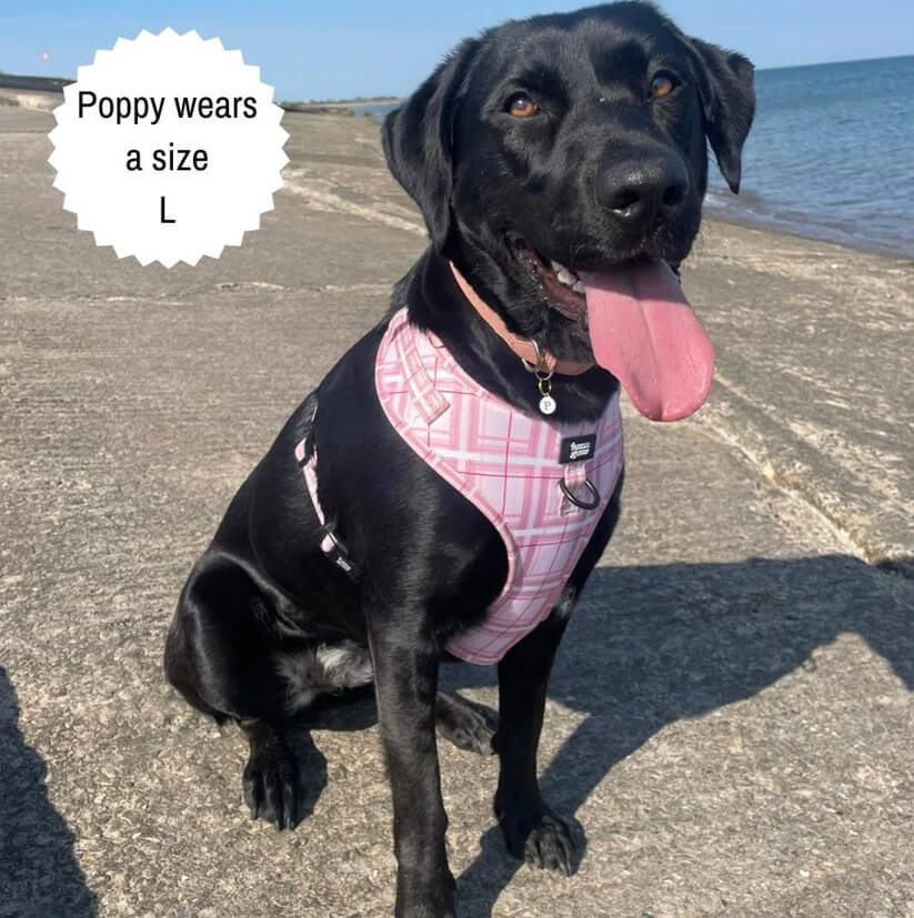 Oxford "Blush" Adjustable Dog Harness – by Flossie & Floof