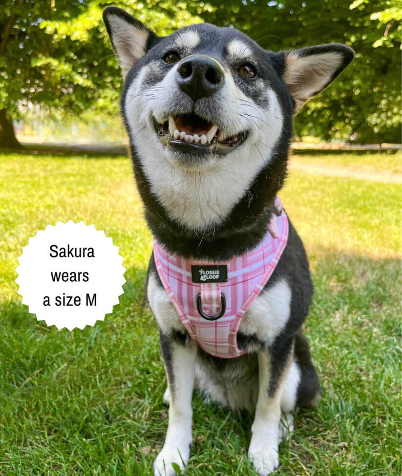 Oxford "Blush" Adjustable Dog Harness – by Flossie & Floof