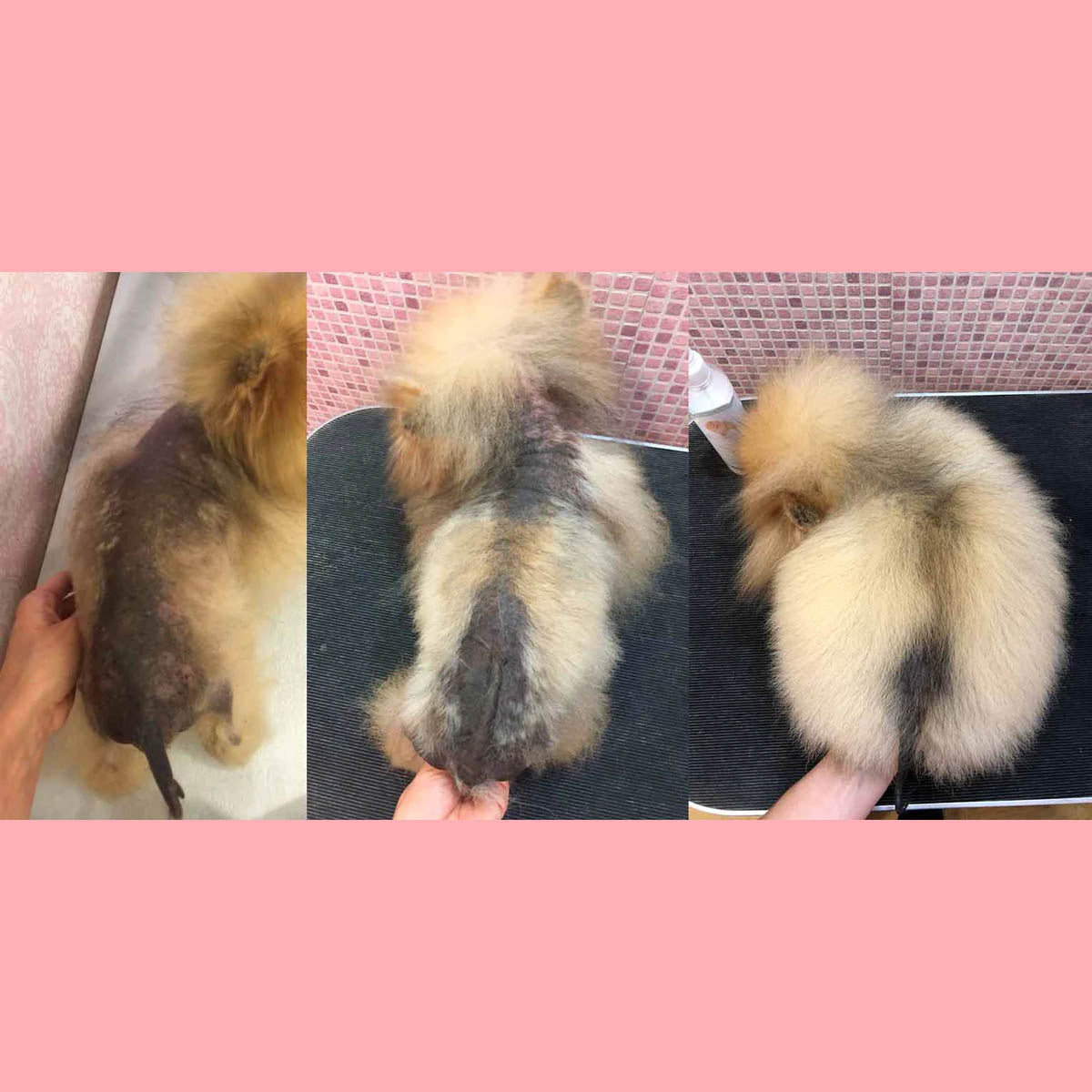 Pomeranian Beauty 'Coat Loss' Alopecia Recovery Pack - Elixir 100ml